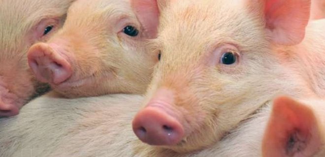 Беларусь ограничила ввоз свинины из двух областей Украины - Фото