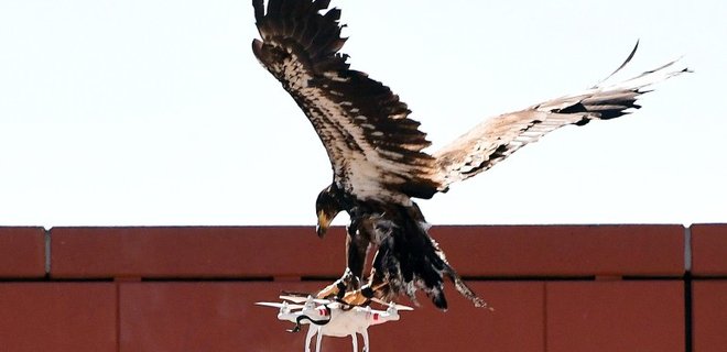 Орлы в Нидерландах будут ловить дронов-правонарушителей - Фото