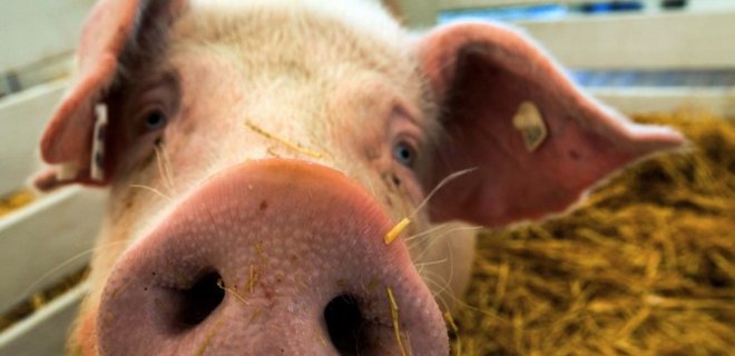Молдова может приостановить импорт свинины из Украины - Фото
