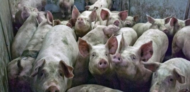 Экспорт свинины из Украины сократился в 20 раз - Фото