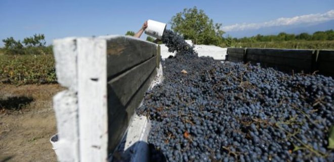 Переработка винограда на виноматериалы в Украине выросла на 31% - Фото