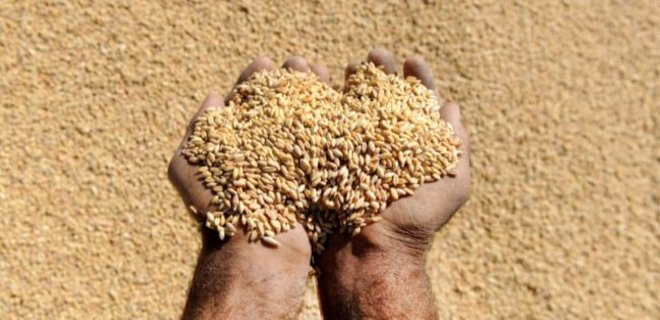 В пяти областях Украины обнаружили поврежденное вредителями зерно - Фото