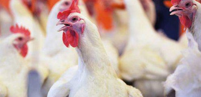 Молдова запретила ввоз украинской курятины - Фото