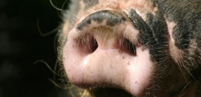 Африканская чума добралась до свиней еще в двух областях Украины - Фото