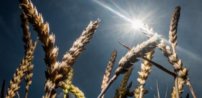 Украина - 25-я в мире по урожайности пшеницы, и 6-я - по экспорту - Фото