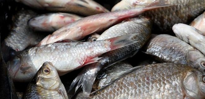Украина побила 20-летний рекорд по вылову рыбы - Фото