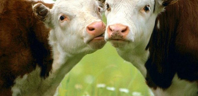 Украина установила антирекорд по поголовью скота - Фото