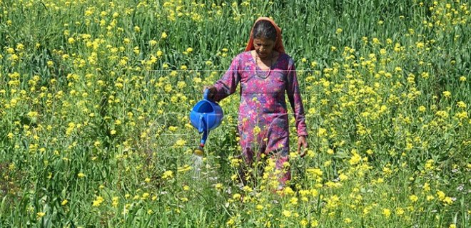 В сельском хозяйстве женщины эффективней мужчин на 30% - ФАО - Фото