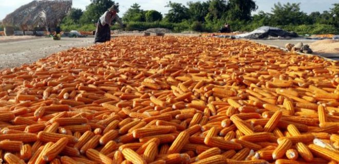 Украинская кукуруза осваивает рынок Кении, сахар - Кот-д‘Ивуара - Фото