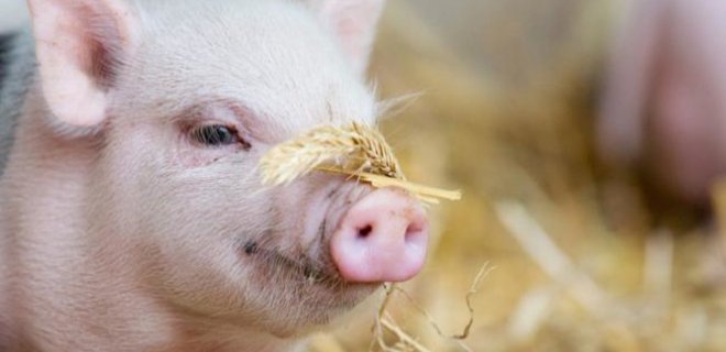 Из-за АЧС закрылся экспорт херсонской свинины в Беларусь - Фото