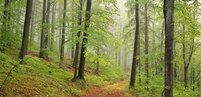 В Гослесагентстве рассказали, сколько лесов не хватает Украине - Фото