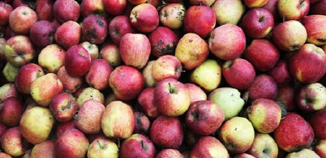 За три года Украина увеличила экспорт яблок в ЕС в 347 раз - Фото