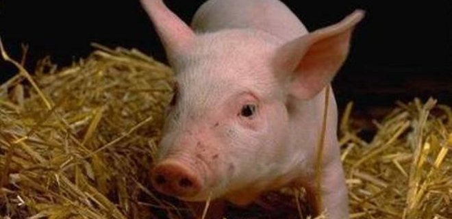Названы крупнейшие производители свинины в Украине - Фото