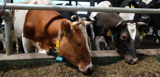 Аграрные расписки будут доступны и для животноводов - МинАПК - Фото