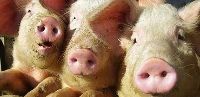 Украина в разы увеличила экспорт свинины и живых свиней - Фото