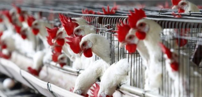 ЕС снял запрет на экспорт птицы из Украины - Фото