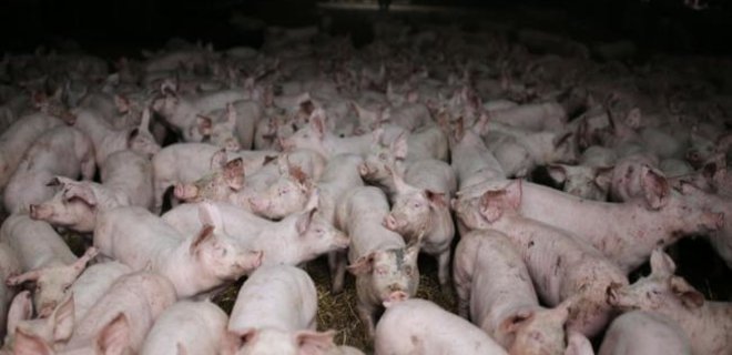 Украине в 2017 году угрожает дефицит свинины - Фото