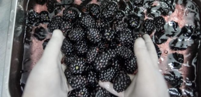 Украина за пять лет утроила экспорт ягод в Евросоюз - Фото