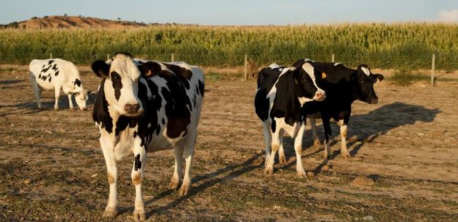 Кабмин выделит 4 млрд грн на поддержку животноводства - Фото
