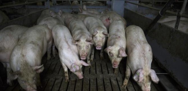 За год Украина потеряла полмиллиона голов свиней - Фото