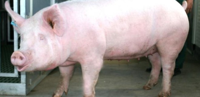 Украине передали оборудование для выявления чумы свиней - Фото