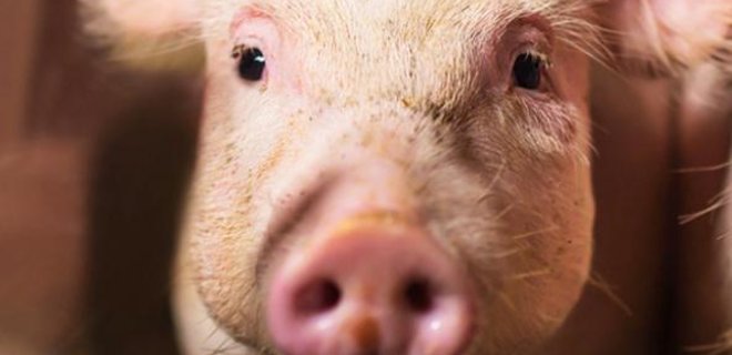 В Украине на 10% сократились продажи свинины на убой - Фото
