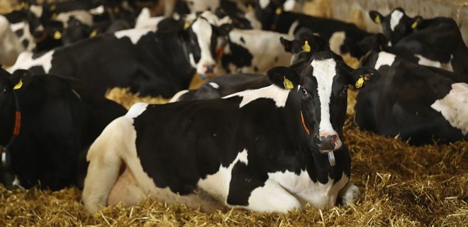 Производители молока заподозрили переработчиков в сговоре - Фото