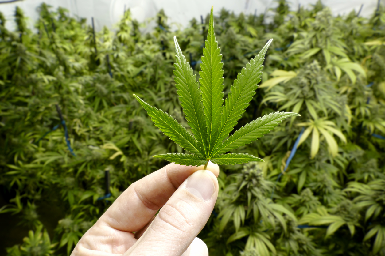 Марихуана дорого условия роста марихуаны