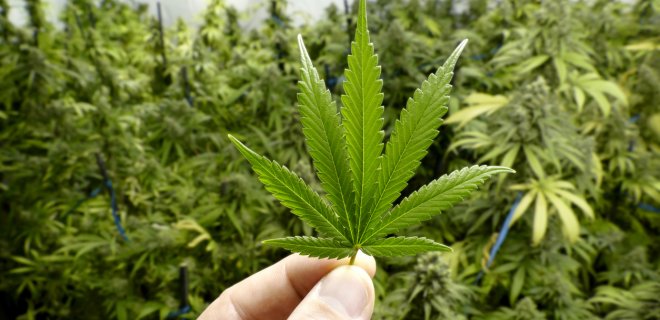 Легализировать марихуану или нет конопля разрешенное количество