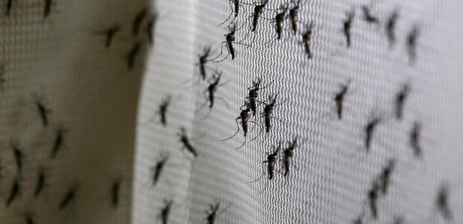 Билл Гейтс создает армию комаров-убийц   - Фото