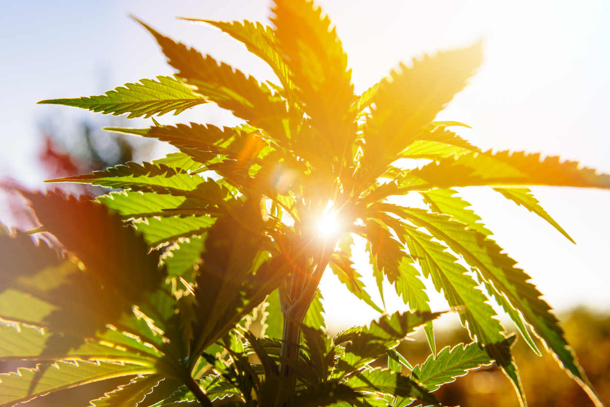 Законно ли выращивать коноплю дома закон производители медицинская марихуаны