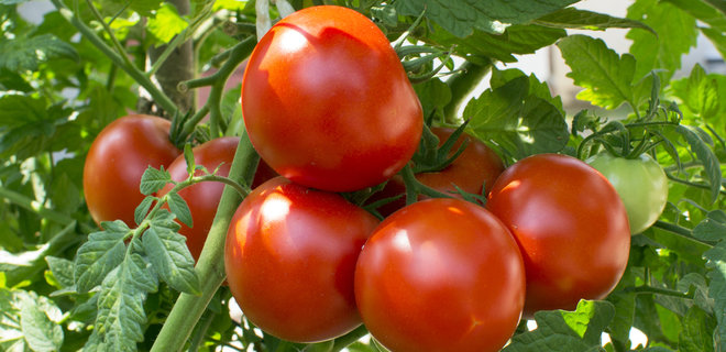 Украина обновила 12-летний минимум по экспорту томатов - Фото