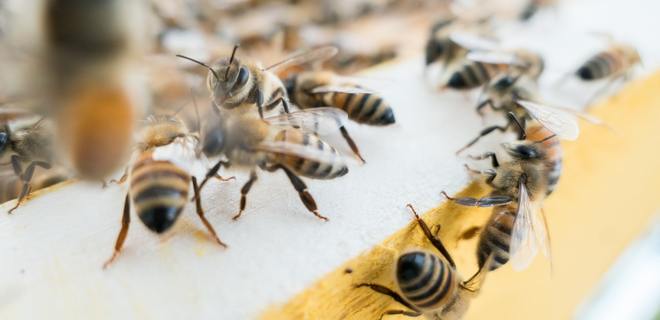 Австрийские ученые разрабатывают роботов-пчел - Фото