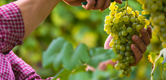 В Украине планируют уничтожить более 1 тысячи га виноградников - Фото