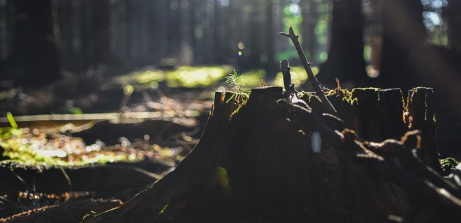 Украина ежегодно теряет миллиарды от контрабанды леса - Гройсман - Фото