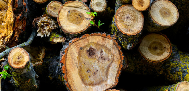 Вырубка лесов. СБУ проводит обыски в лесхозах Житомирской области - Фото