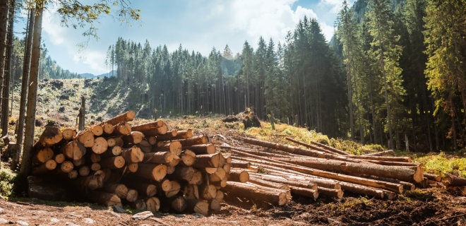 Экспорт рухнул: почему из Украины стали меньше вывозить леса - Фото