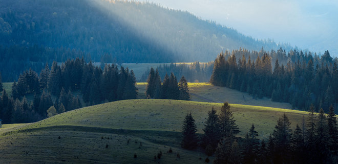 Украина может стать членом Европейского института леса - Фото