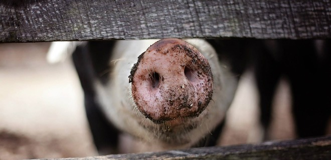 В Полтавской области пресекли продажу зараженных чумой свиней - Фото