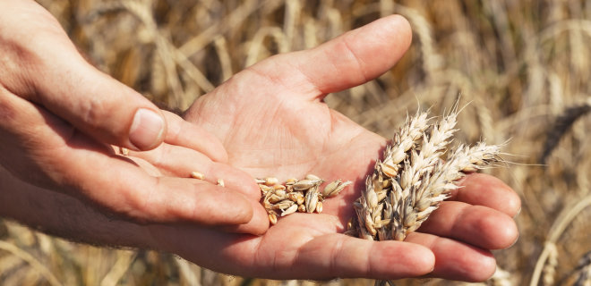 Россия начала ограничивать экспорт зерна из-за слабого урожая - Фото