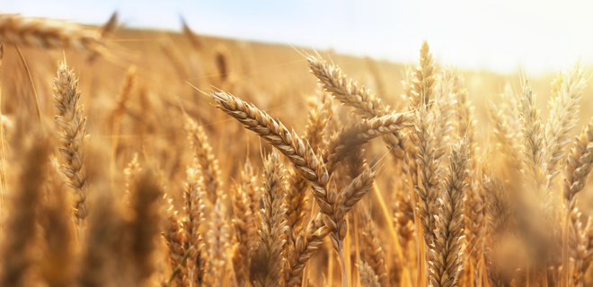 В США вывели пшеницу с высоким содержанием железа - Фото