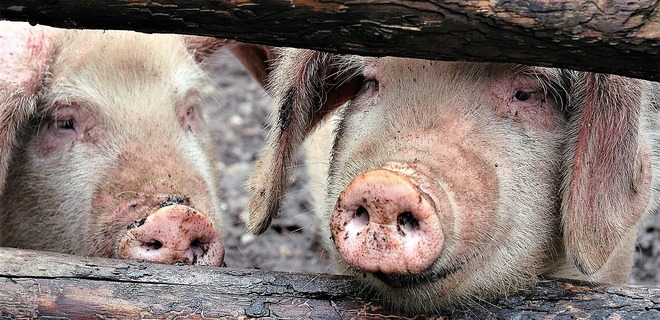 Мировой гигант по производству свинины заморозил работу из-за АЧС - Фото