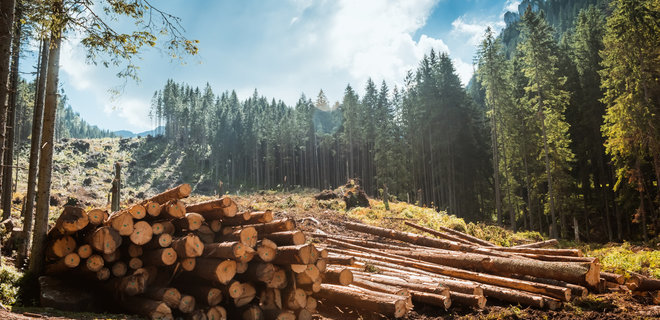 Депутаты решили не запрещать вывоз древесины из Украины - Фото