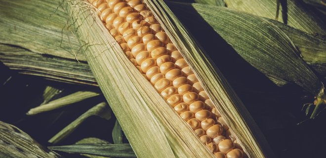 Украина может потеснить Бразилию на европейском рынке кукурузы - Фото