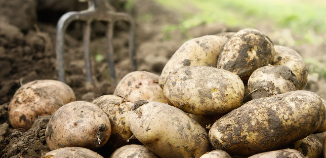 ЕС отказался открыть рынок для украинского картофеля - Фото