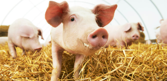 Украина побила анти-рекорд по экспорту свинины - Фото