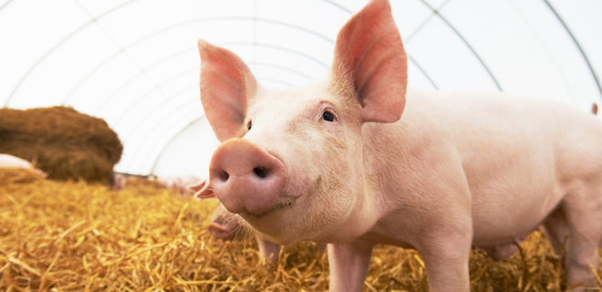 В Китае истребили более 900 тыс. свиней из-за африканской чумы - Фото