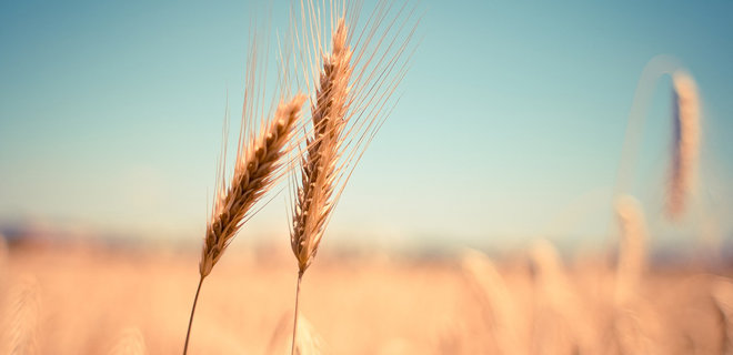 Індія хоче замінити Україну на ринку пшениці. Війна дала її зерну другий шанс - Фото