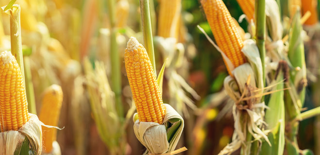 Украина вошла в тройку мировых экспортеров кукурузы - Фото