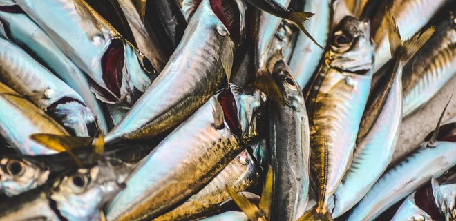 Украина существенно увеличила вылов рыбы в Черном море  - Фото